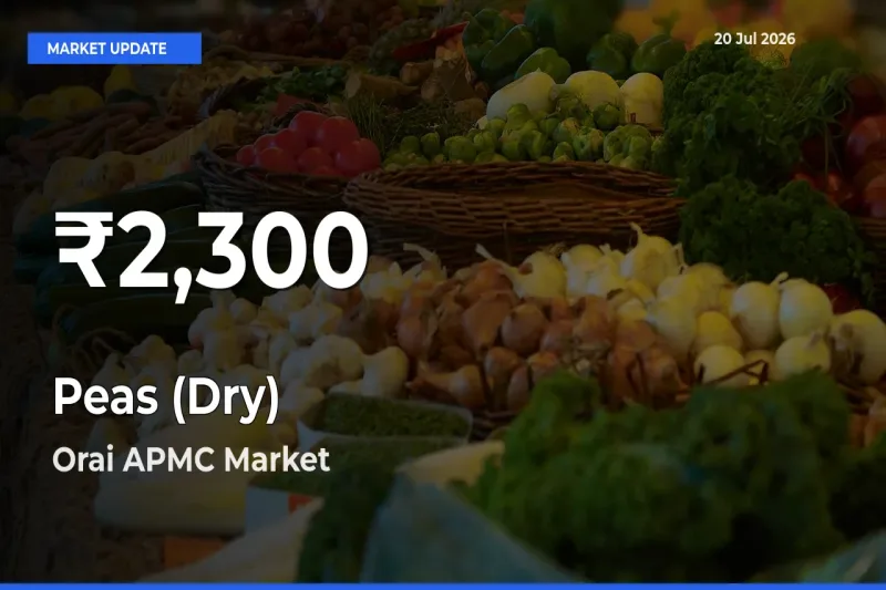 Peas (Dry) Hits 30-Day Low in Orai APMC
