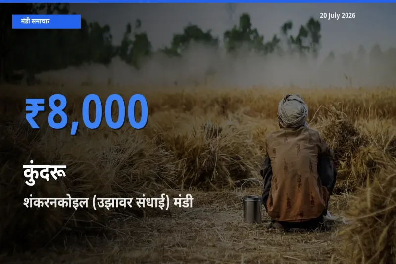20 July अपडेट: कुंदरू के सबसे ऊँचे दाम शंकरनकोइल (उझावर संधाई) मंडी में
