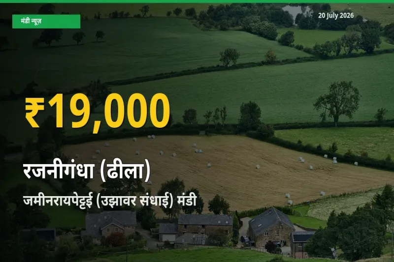 रजनीगंधा (ढीला) के भावों में जबरदस्त उछाल, जमीनरायपेट्टई (उझावर संधाई) में नया उच्च स्तर