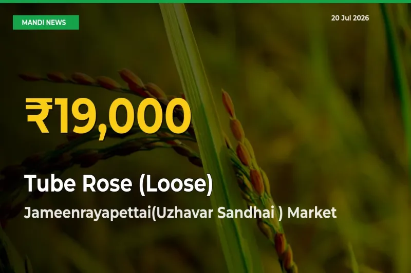 Fresh Record! Tube Rose (Loose) Price Climbs to New High in Jameenrayapettai(Uzhavar Sandhai )
