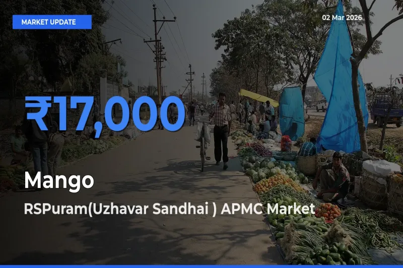 RSPuram(Uzhavar Sandhai ) APMC Records Highest ₹17,000 Rate for Mango
