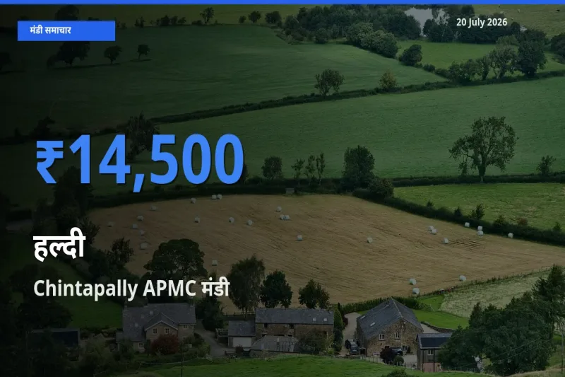 टॉप मंडी बना Chintapally APMC! हल्दी के सबसे ऊँचे दाम यहीं दर्ज