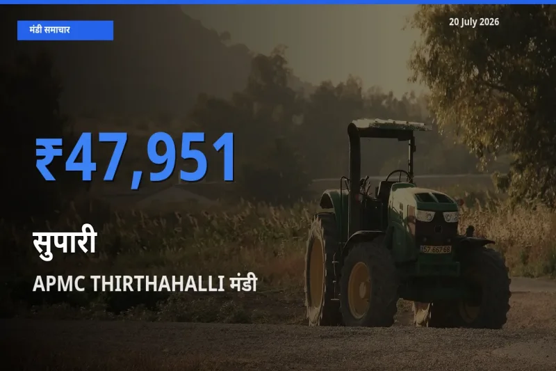 APMC THIRTHAHALLI में सुपारी का आज सबसे ऊँचा भाव
