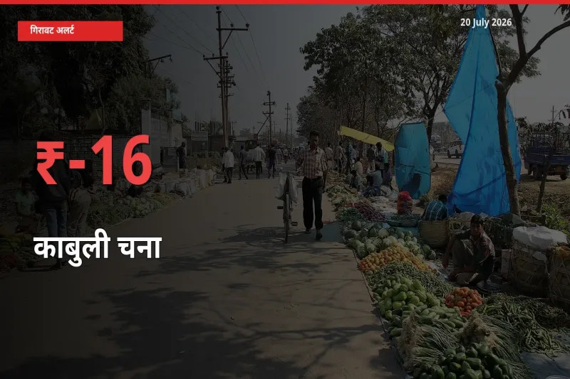 काबुली चना के दाम प्रमुख मंडी में 16.08% गिरे, 24 घंटे में बड़ा बदलाव