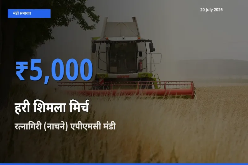 टॉप मंडी बना रत्नागिरी (नाचने) एपीएमसी! हरी शिमला मिर्च के सबसे ऊँचे दाम यहीं दर्ज