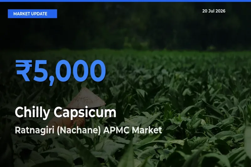 Ratnagiri (Nachane) APMC Offers ₹5,000 – Highest Chilly Capsicum Rate Today