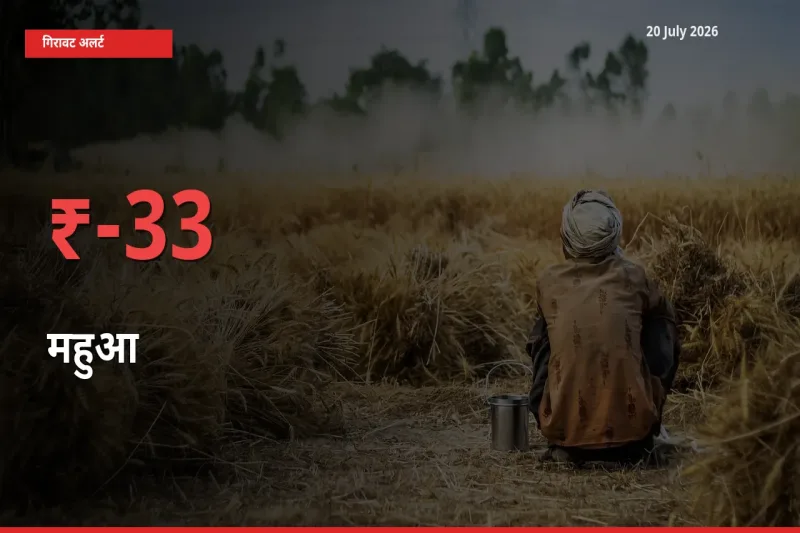 आज का मंडी भाव: महुआ के दाम मंडी में 32.6% नीचे