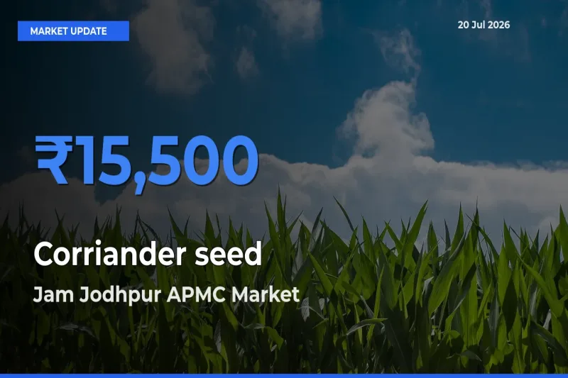 Market Watch: Jam Jodhpur APMC Becomes Top Mandi for Corriander seed