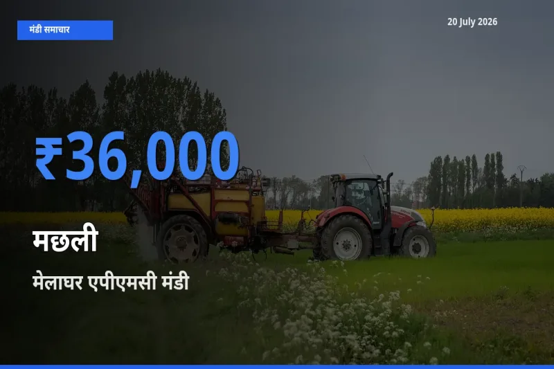 टॉप मंडी बना मेलाघर एपीएमसी! मछली के सबसे ऊँचे दाम यहीं दर्ज