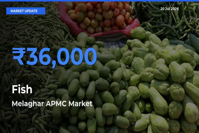 Melaghar APMC Tops Fish Mandi Rates Today