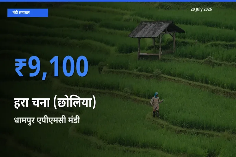 धामपुर एपीएमसी मंडी में हरा चना (छोलिया) ₹9,100 पर पहुँचा – आज का सर्वोच्च भाव