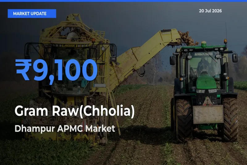 Dhampur APMC Emerges as Top Mandi for Gram Raw(Chholia) Prices Today