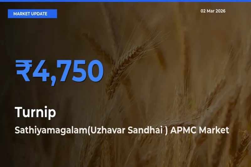 Sathiyamagalam(Uzhavar Sandhai ) APMC Leads as Top Mandi for Turnip Prices