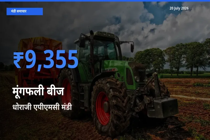 आज मूंगफली बीज के सबसे ज़्यादा दाम धोराजी एपीएमसी मंडी में दर्ज