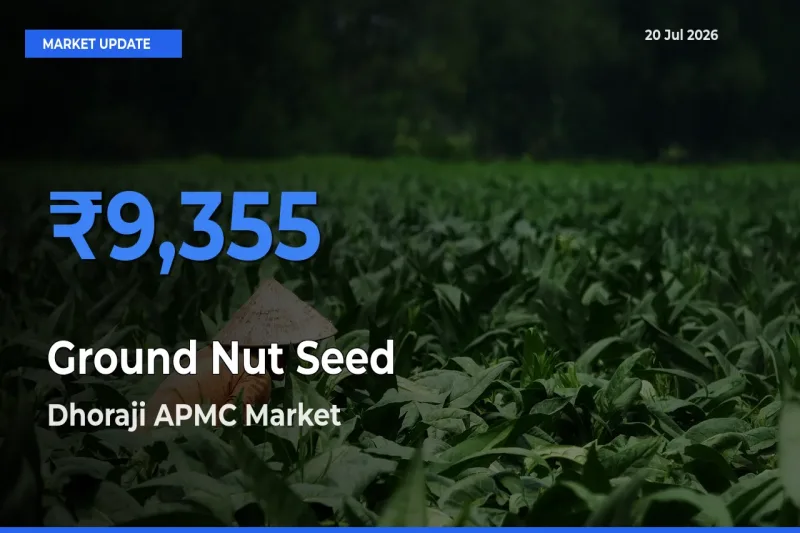 Top Performer! Dhoraji APMC Offers Best Ground Nut Seed Price Today