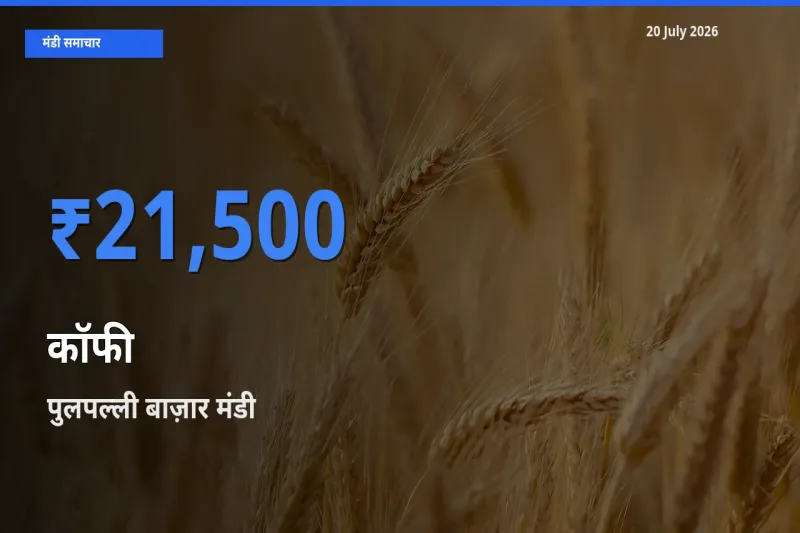 आज कॉफी के सबसे ज़्यादा दाम पुलपल्ली बाज़ार मंडी में दर्ज