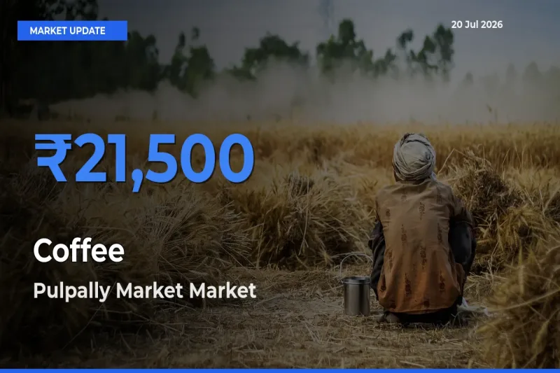 Market Watch: Pulpally Market Becomes Top Mandi for Coffee