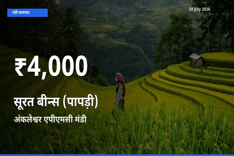 बाज़ार संकेत: सूरत बीन्स (पापड़ी) के भाव अंकलेश्वर एपीएमसी में 30 दिन के निचले स्तर पर