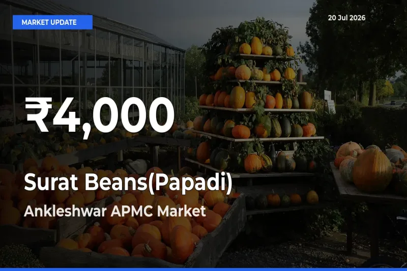 Surat Beans(Papadi) Mandi Rate Today: 30-Day Low Recorded in Ankleshwar APMC