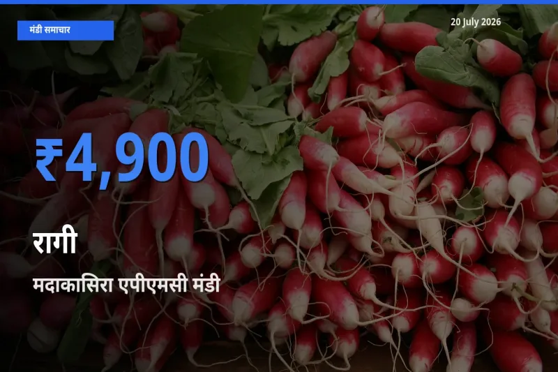 20 July अपडेट: रागी के सबसे ऊँचे दाम मदाकासिरा एपीएमसी मंडी में