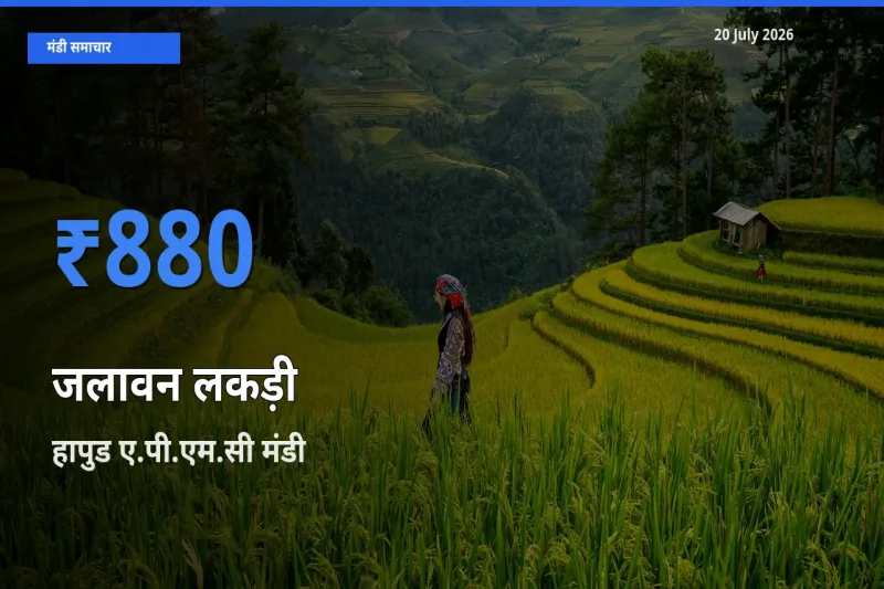 टॉप मंडी बना हापुड ए.पी.एम.सी! जलावन लकड़ी के सबसे ऊँचे दाम यहीं दर्ज