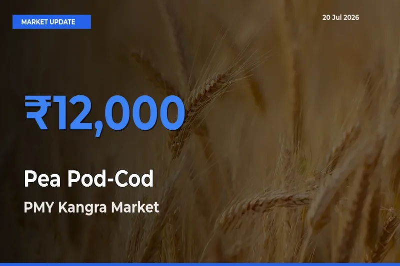 PMY Kangra Emerges as Top Mandi for Pea Pod-Cod Prices Today