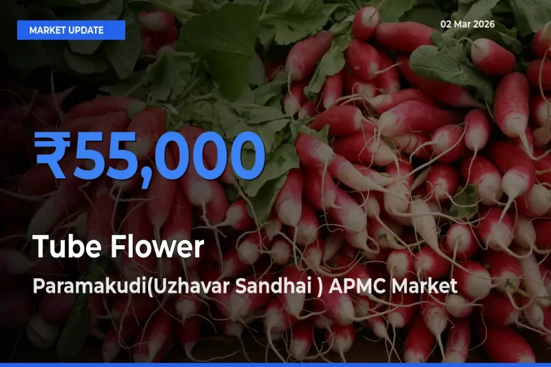Paramakudi(Uzhavar Sandhai ) APMC Offers ₹55,000 – Highest Tube Flower Rate Today
