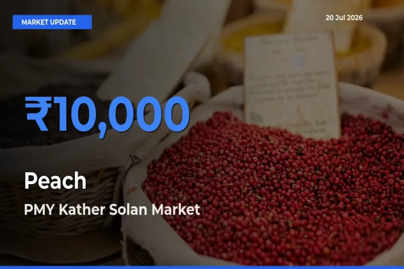 Market Watch: PMY Kather Solan Becomes Top Mandi for Peach
