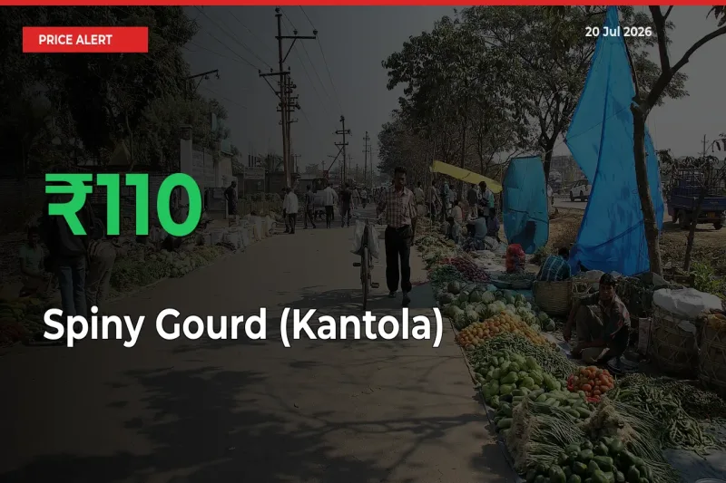 Big Rally! Spiny Gourd (Kantola) Climbs 109.86% in 24 Hours at Top Mandis