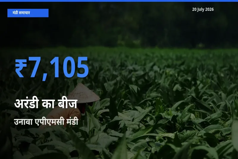 आज का मंडी भाव: अरंडी का बीज के सबसे ज़्यादा दाम उनावा एपीएमसी में