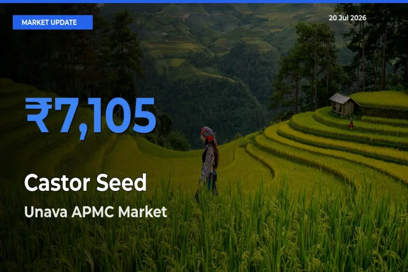 Market Watch: Unava APMC Becomes Top Mandi for Castor Seed