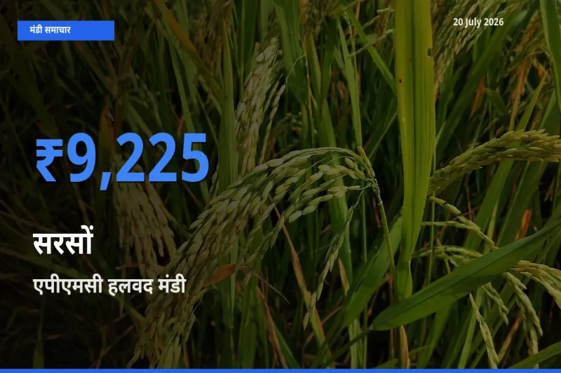 बाज़ार संकेत: एपीएमसी हलवद बना सरसों के लिए आज की टॉप मंडी