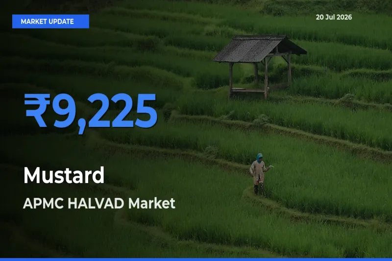APMC HALVAD Leads as Top Mandi for Mustard Prices