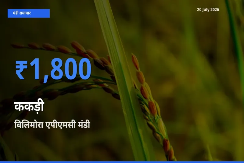 आज का मंडी भाव: ककड़ी के सबसे ज़्यादा दाम बिलिमोरा एपीएमसी में