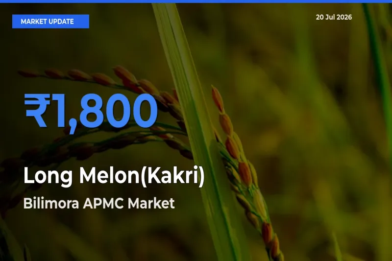 Long Melon(Kakri) Mandi Rate Today: Bilimora APMC Tops the List