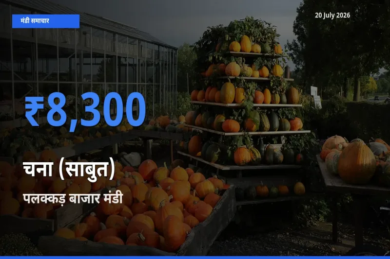 आज चना (साबुत) के सबसे ऊँचे दाम ₹8,300 पलक्कड़ बाजार मंडी में