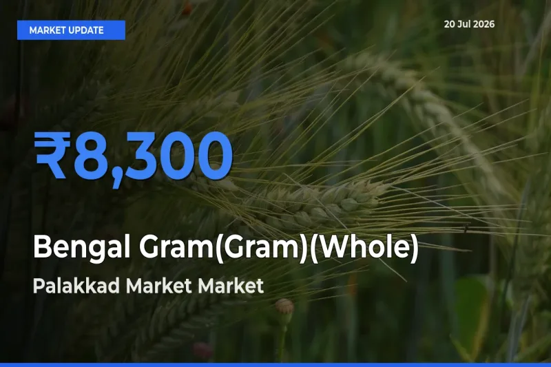 Top Performer! Palakkad Market Offers Best Bengal Gram(Gram)(Whole) Price Today
