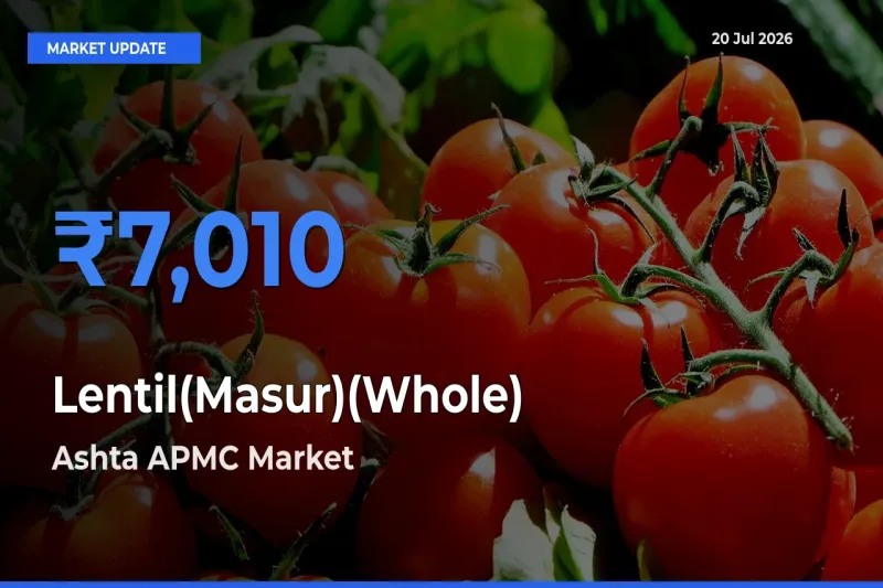 Ashta APMC Offers ₹7,010 – Highest Lentil(Masur)(Whole) Rate Today