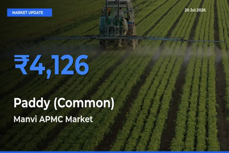 Manvi APMC Offers ₹4,126 – Highest Paddy (Common) Rate Today