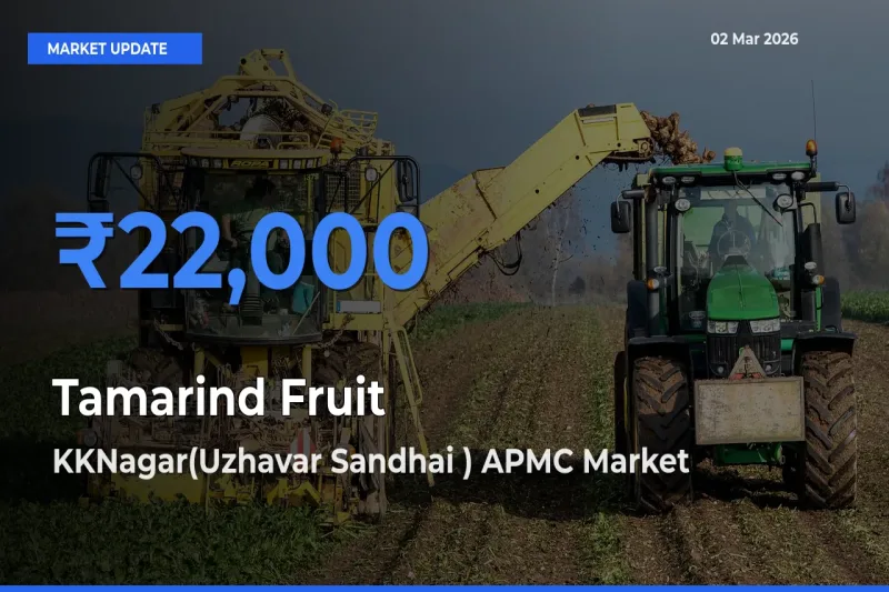 KKNagar(Uzhavar Sandhai ) APMC Tops Tamarind Fruit Rates – March 02 Market Update