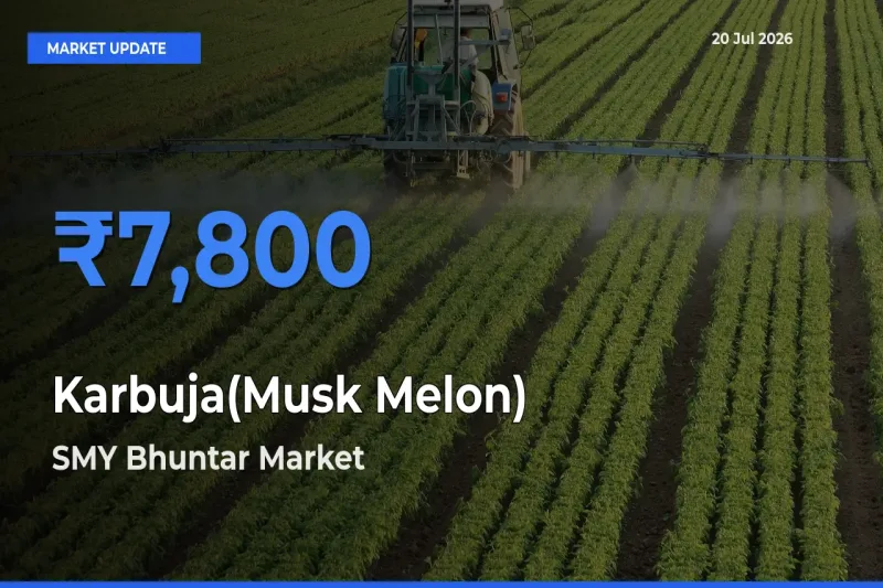 Karbuja(Musk Melon) Mandi Rate Today: SMY Bhuntar Tops the List