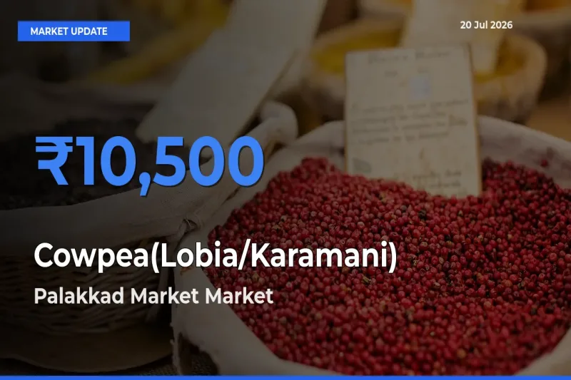 Palakkad Market Records Highest ₹10,500 Rate for Cowpea(Lobia/Karamani)