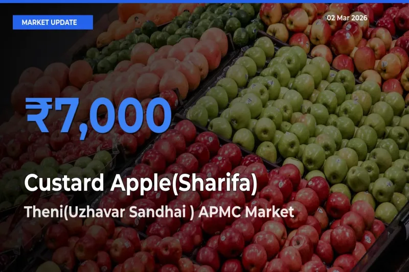 Top Performer! Theni(Uzhavar Sandhai ) APMC Offers Best Custard Apple(Sharifa) Price Today