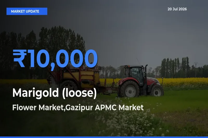 Marigold (loose) Mandi Rate Today: Flower Market,Gazipur APMC Tops the List
