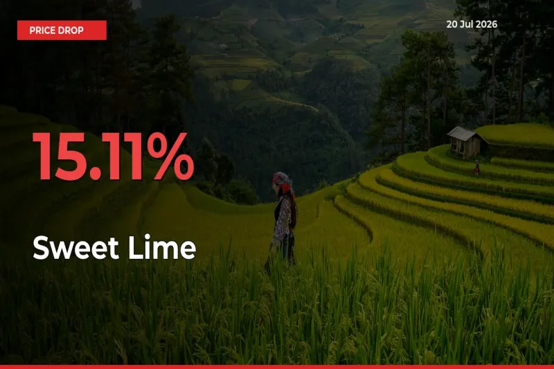 Sweet Lime Prices Drop 15.11% in 24 Hours at Major Mandis