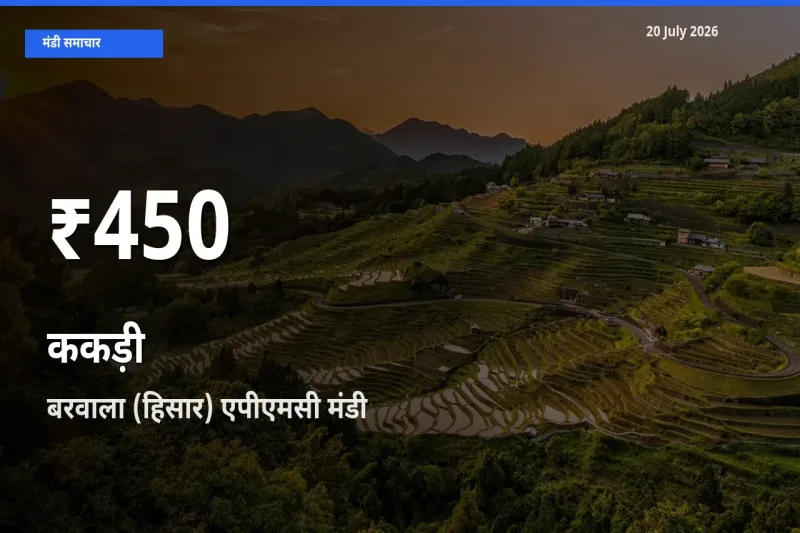 रिकॉर्ड गिरावट नहीं, लेकिन 30 दिन का न्यूनतम! बरवाला (हिसार) एपीएमसी में ककड़ी के दाम फिसले