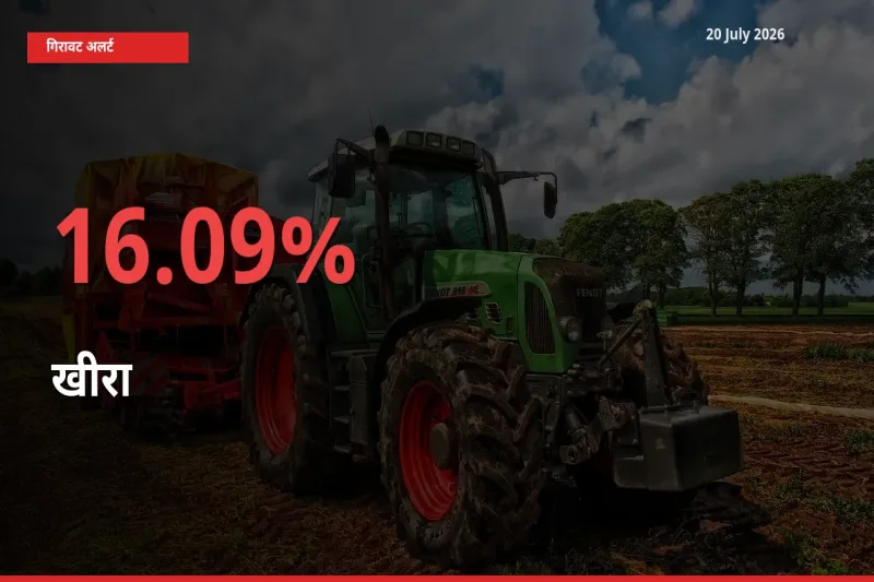 अचानक झटका! मंडी में खीरा के दाम 16.09% टूटे