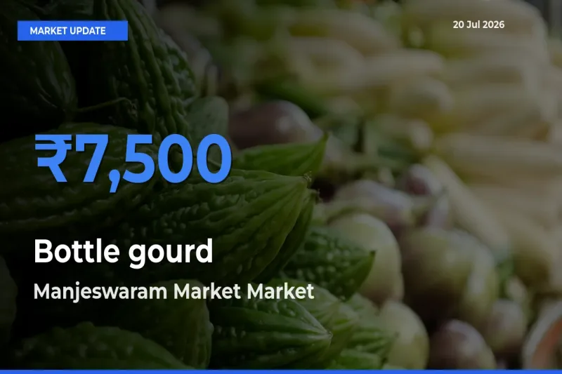 Manjeswaram Market Emerges as Top Mandi for Bottle gourd Prices Today