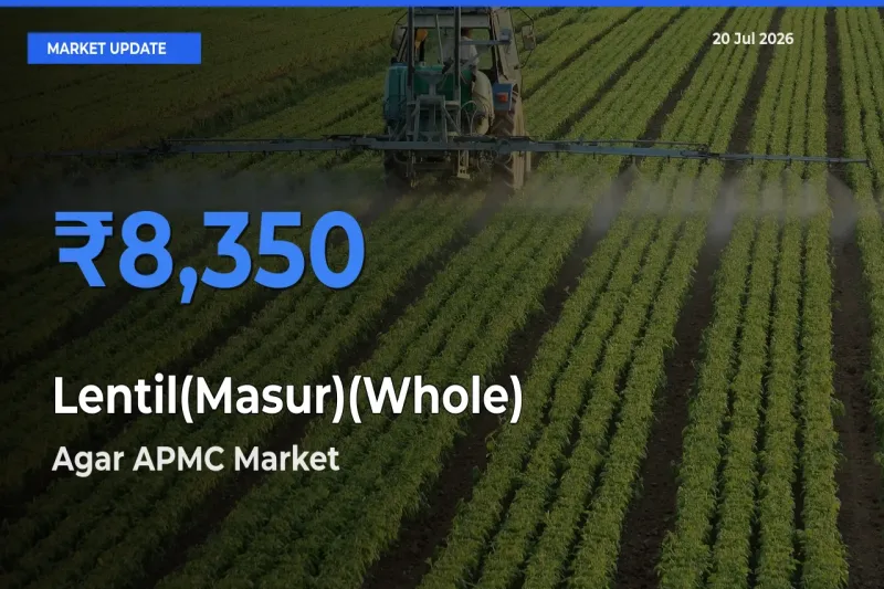 Farmers Prefer Agar APMC as Lentil(Masur)(Whole) Hits Highest Rate