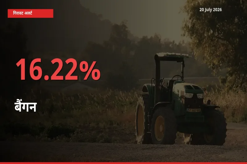 आज का मंडी भाव: बैंगन के दाम मंडी में 16.22% नीचे